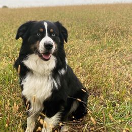 Remy - Australian Shepherd