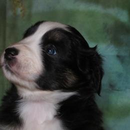 Miniature Australian Shepherd Puppies from Big Coon Little Aussies