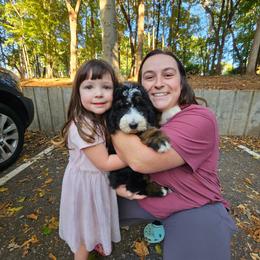 Yellow - Tri-color female Bernedoodle puppy in Shelby, North Carolina from Forever Grateful Doodles