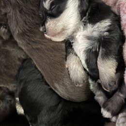 Miniature Schnauzer Puppies from Stearns Parti Mini Schnauzer's