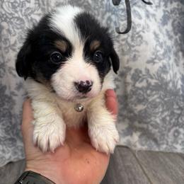 Yellow boy - Black and tan male American Corgi puppy in Castle Rock, Washington from R and b corgis and farm