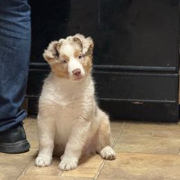 Red merle boy - Red merle male Australian Shepherd puppy in Lancaster, California from Leyline Australian Shepherds