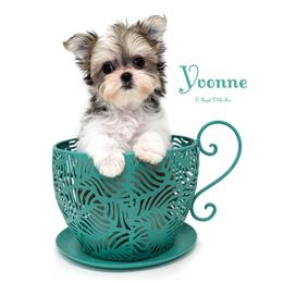 Yvonne - Sable female Mi-Ki puppy in Elizabeth, Colorado from Royal T Mi-Kis