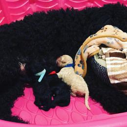 Goldendoodle Puppies from Zeusthemoosedoodles