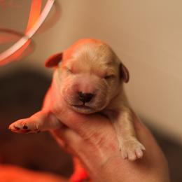 Daffodil (Daffy) 4th Pick Female - Golden female Golden Retriever puppy in Paoli, Indiana from Rose n’ Thistle Farm