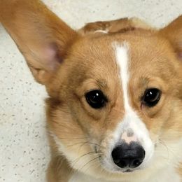 Prada - Pembroke Welsh Corgi