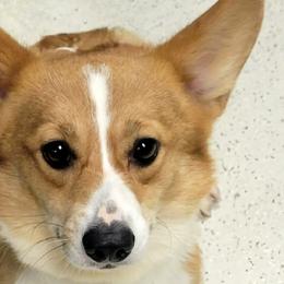 Prada - Pembroke Welsh Corgi