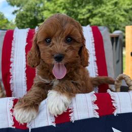 Damien - Red male Cavapoo puppy in Bozrah, Connecticut from Cedar Creek Farm