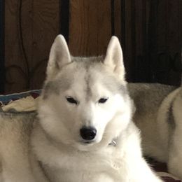Siberian Huskies from Bralin Siberians