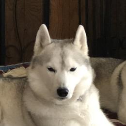 Siberian Huskies from Bralin Siberians