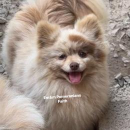 Faith - Pomeranian