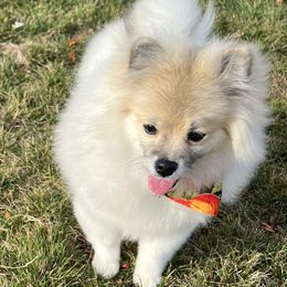 Pomeranians from Pomeranian Kingdom