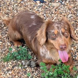 Maverick Eugene - Dachshund