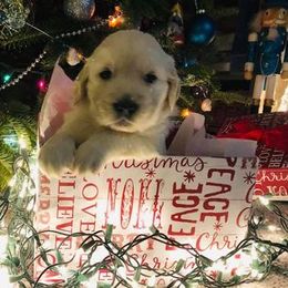 Golden Retriever Puppies from Dune Grass Goldens
