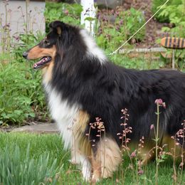 Zada - Collie
