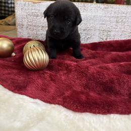 Pink - Black female Labrador Retriever puppy in Kinta, Oklahoma from Beaver Creek Kennels