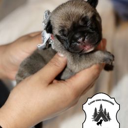 French Bulldog Puppies from Camp Fine Frenchies