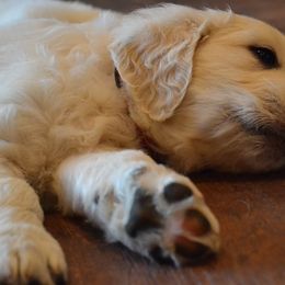 Golden Retriever Puppies from Starbrite Golden Retrievers