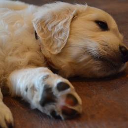Golden Retriever Puppies from Starbrite Golden Retrievers