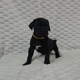 Yellow collar - Black female Cane Corso puppy in Fritch, Texas from Carrie Brown's Cane Corsos