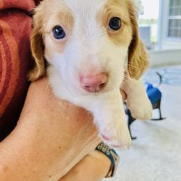 Red - Piebald male Dachshund puppy in Brooksville, Florida from Dip N Doxies