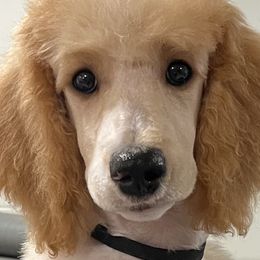 Chanel - Poodle