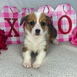 Pembroke Welsh Corgi Puppies from Sapphire Iris Corgis