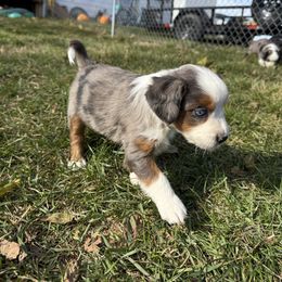 Ellie - Blue merle female Miniature Australian Shepherd puppy in Marion, Michigan from Highland Hills Mini Aussies