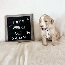 Gill - Yellow and white male Bernedoodle puppy in Sparrows Point, Maryland from Rosie’s Puppies