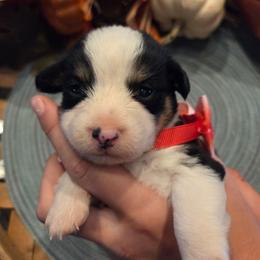 Male 4 - Black tri-color male Assorted Doodle Crosses puppy in Mouth Of Wilson, Virginia from Holly Ridge Aussies, Aussiedoodles & Corgis