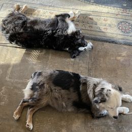 Miniature American Shepherds from Crema di Capra