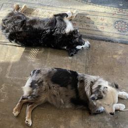 Miniature American Shepherds from Crema di Capra