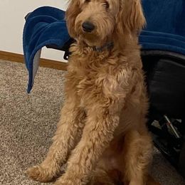 Goldendoodle All Grown Up from Midwest Companions