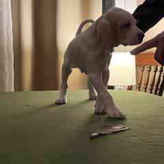 Pointer Puppies from Lake Effect