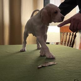 Pointer Puppies from Lake Effect
