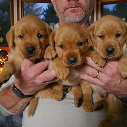 2nd fox red girl - Yellow female Labrador Retriever puppy in Swanton, Ohio from SilverWater Labs