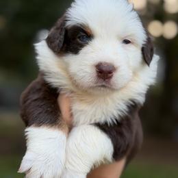 Apollo AKC - Red tri-color male Australian Shepherd puppy in Polk City, Florida from Skaky Shepherds