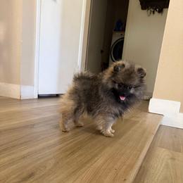 Allie - Orange female Pomeranian puppy in Phoenix, Arizona from Luxpomz