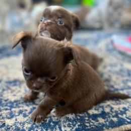 Choco - Chocolate and white male Chihuahua puppy in Breese, Illinois from Casey's Chihuahuas