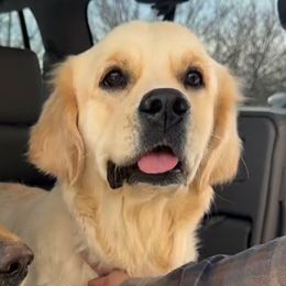 Albina - Golden Retriever