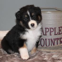 Australian Shepherd Puppies from Frantzick Farm Aussies