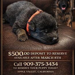 German Shepherd Puppies from Brooks High Quality Breeders
