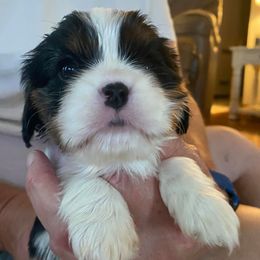 Cavalier King Charles Spaniels from Steve McElheny's Cavalier King Charles Spaniels