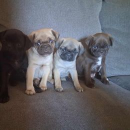 Pug puppies from Rott'N'Frenchies