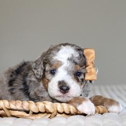 River - Blue merle male Bernedoodle puppy in Apple Creek, Ohio from Cuddle Paws