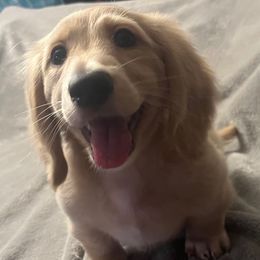 Mustang - Cream male Dachshund puppy in Arp, Texas from Barksalot Dachshunds