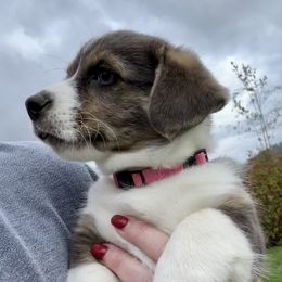 American Corgi Puppies from Patriot American Corgi