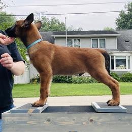 Belgian Malinois Puppies from Pyrex Kennels