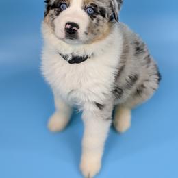 Australian Shepherd Puppies from MilkyWay Aussies with Tails
