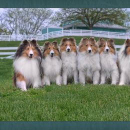 Shetland Sheepdog Puppies from Shalamar Shelties